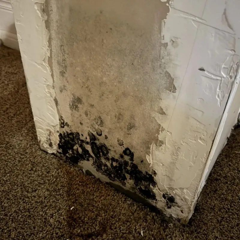 Professional Mold Removal in Galax, VA
